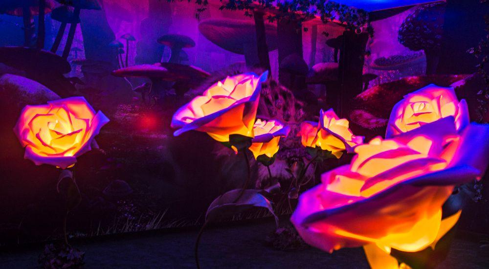 перформанс Следуй за Белым Кроликом в Краснодаре фото 4