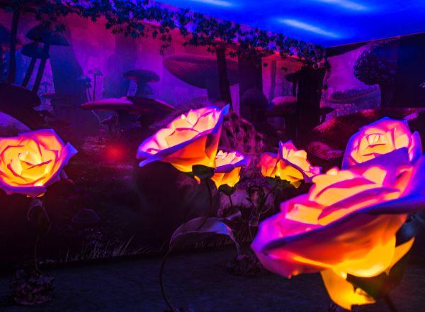 Перформанс Следуй за Белым Кроликом в Краснодаре